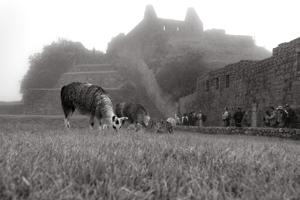 Lamas grazing amongst Inca ruins